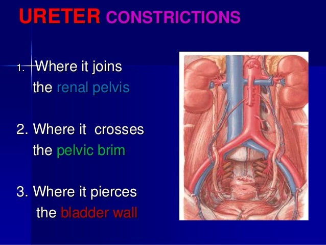 Renal anatomy& physiology