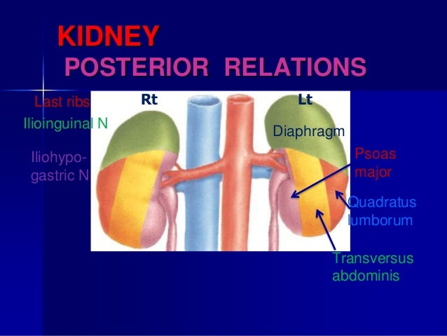 Renal anatomy& physiology