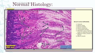 Normal Histology:
Normal
 