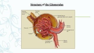 Structure of the Glomerulus
 