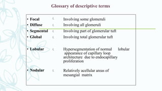 Glossary of descriptive terms
• Focal  Involving some glomeruli
• Diffuse  Involving all glomeruli
• Segmental  Involving part of glomerular tuft
• Global  Involving total glomerular tuft
• Lobular  Hypersegmentation of normal lobular
appearance of capillary loop
architecture due to endocapillary
proliferation
• Nodular  Relatively acellular areas of
mesangial matrix
 