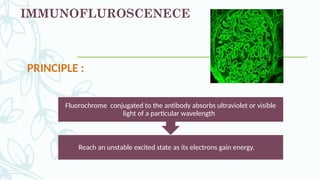 IMMUNOFLUROSCENECE
Reach an unstable excited state as its electrons gain energy.
Fluorochrome conjugated to the antibody absorbs ultraviolet or visible
light of a particular wavelength
PRINCIPLE :
 