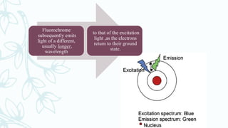 Fluorochrome
subsequently emits
light of a different,
usually longer,
wavelength
to that of the excitation
light ,as the electrons
return to their ground
state.
 