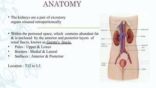 • The kidneys are a pair of excretory
organs situated retroperitoneally
• Within the perirenal space, which contains abundant fat
& is enclosed by the anterior and posterior layers of
renal fascia, known as Gerota’s fascia.
• Poles : Upper & Lower
• Borders : Medial & Lateral
• Surfaces : Anterior & Posterior
Location : T12 to L3
ANATOMY
 
