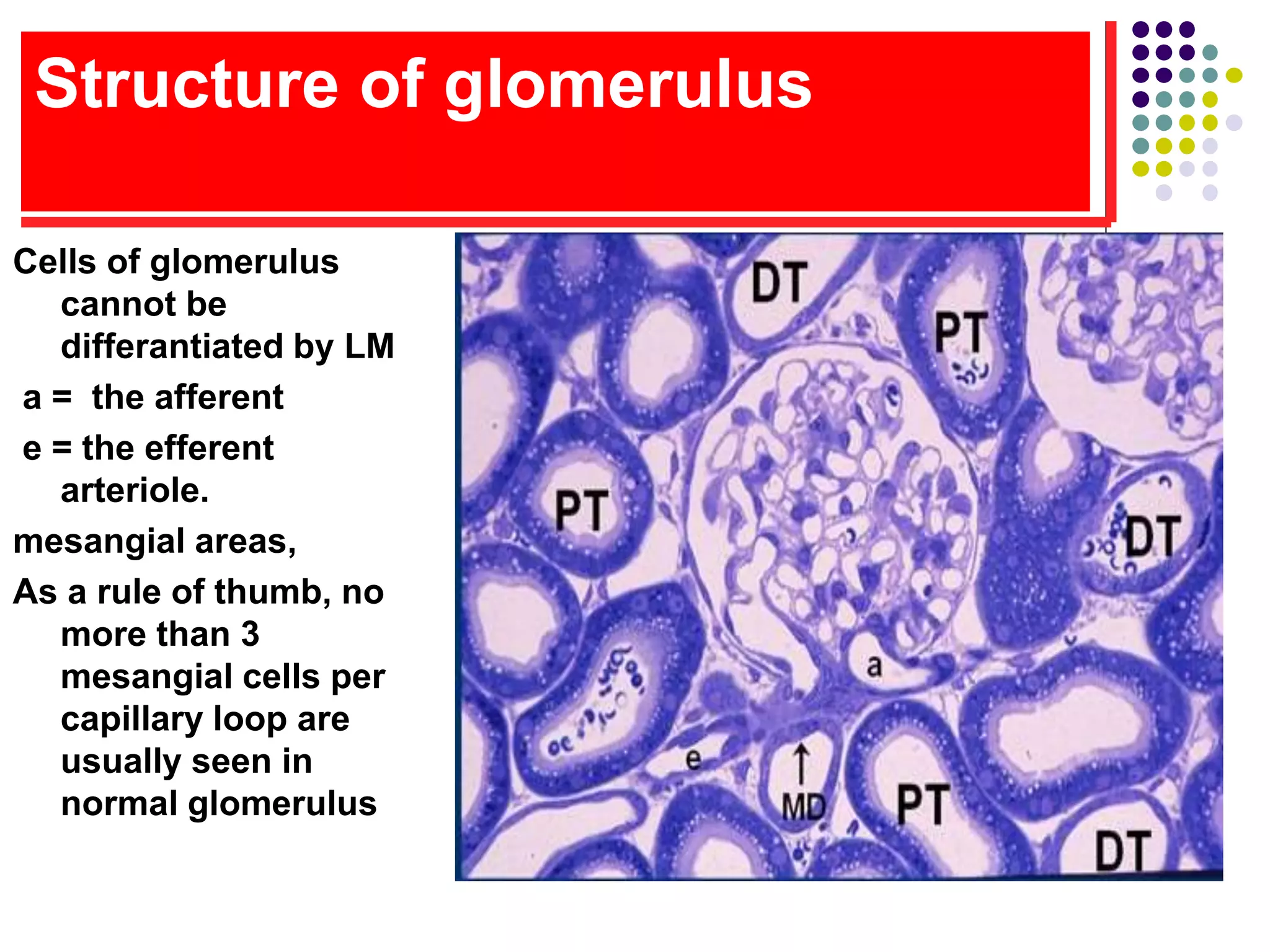 Structure of glomerulus
Cells of glomerulus
cannot be
differantiated by LM
a = the afferent
e = the efferent
arteriole.
mesangial areas,
As a rule of thumb, no
more than 3
mesangial cells per
capillary loop are
usually seen in
normal glomerulus
 