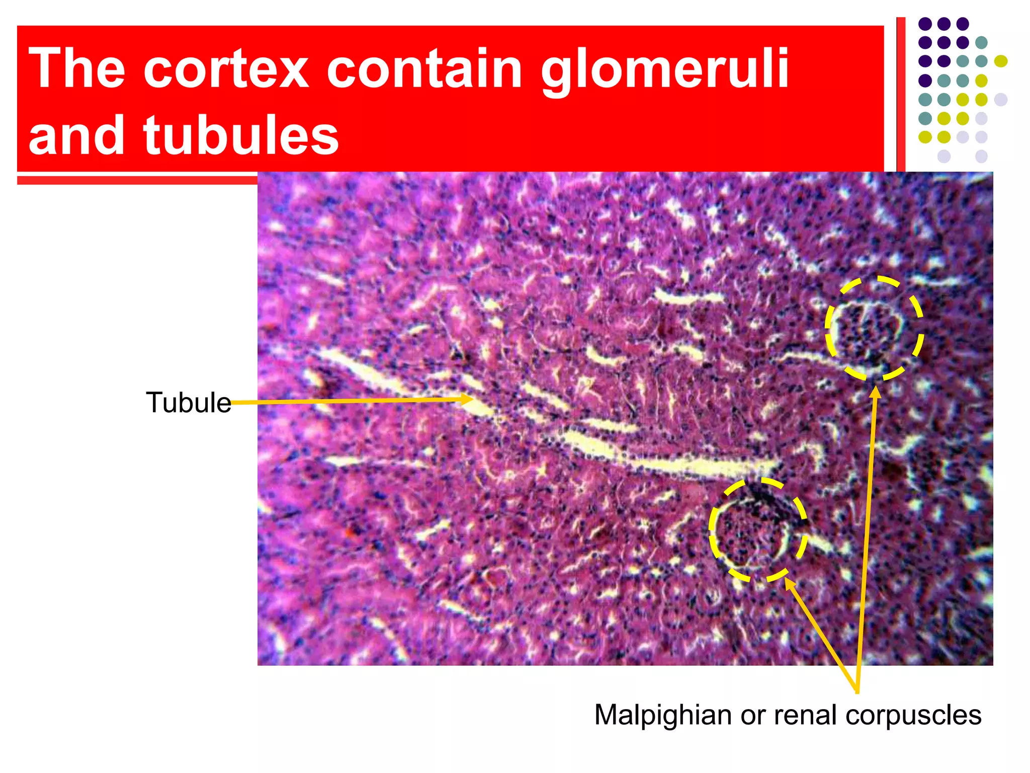 The cortex contain glomeruli
and tubules
Tubule
Malpighian or renal corpuscles
 