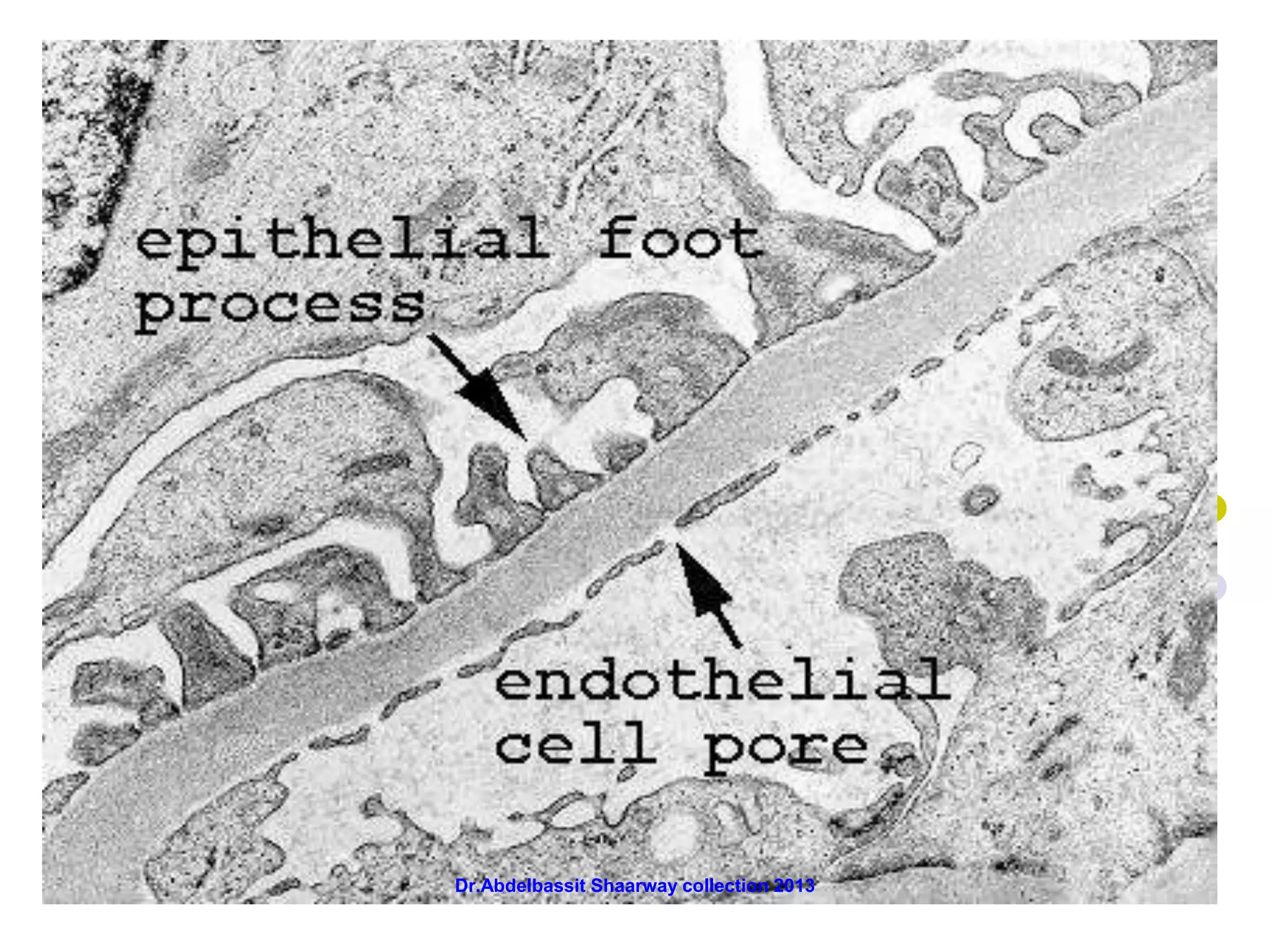 Dr.Abdelbassit Shaarway collection 2013
 