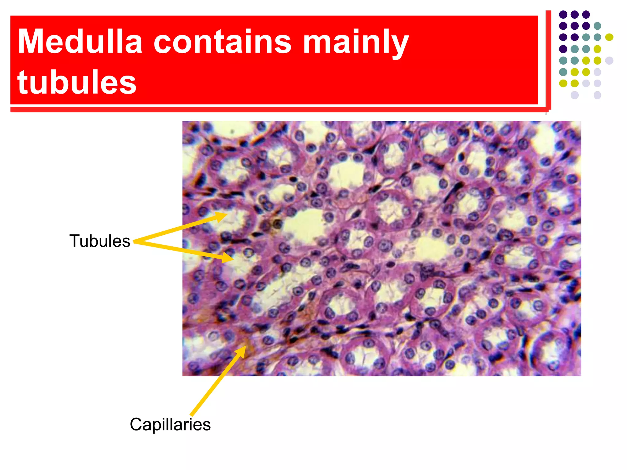 Medulla contains mainly
tubules
Tubules
Capillaries
 