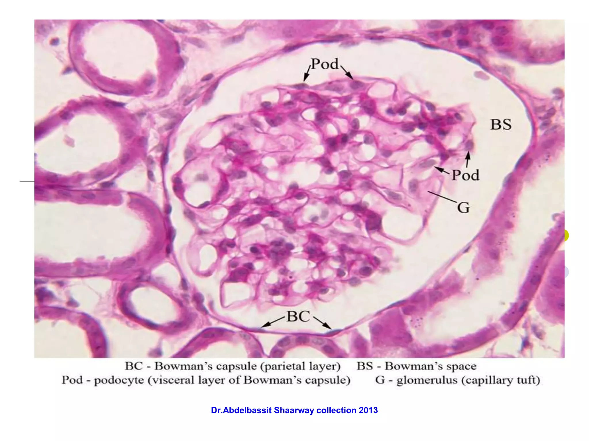 Dr.Abdelbassit Shaarway collection 2013
 