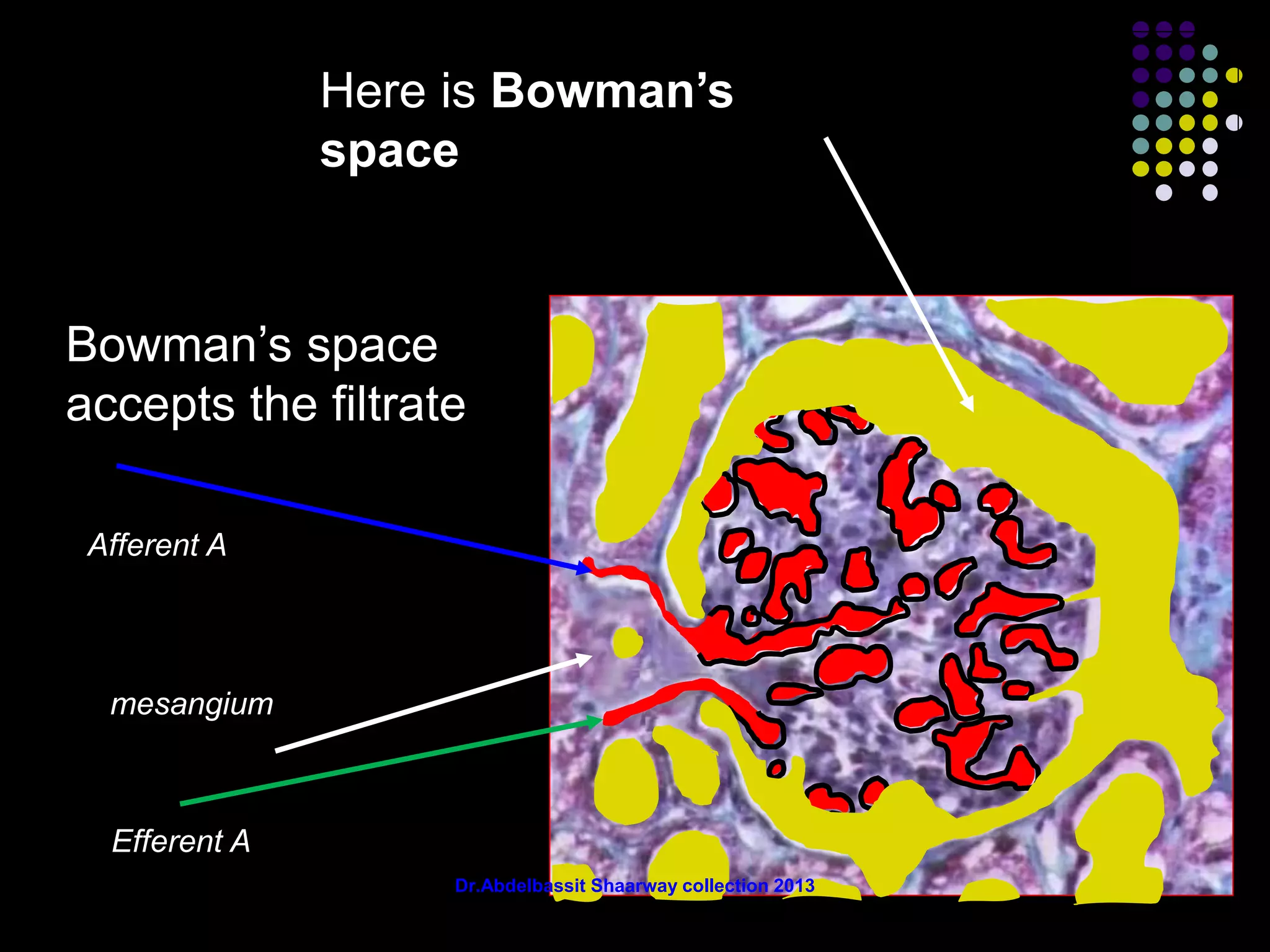 Here is Bowman’s
space
Bowman’s space
accepts the filtrate
mesangium
Efferent A
Afferent A
Dr.Abdelbassit Shaarway collection 2013
 