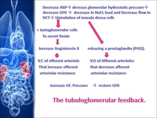 Renal blood flow.pptx