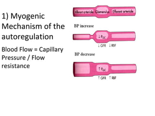 Blood Flow = Capillary
Pressure / Flow
resistance
1) Myogenic
Mechanism of the
autoregulation
 