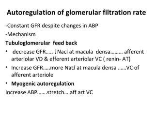 Autoregulation of glomerular filtration rate
-Constant GFR despite changes in ABP
-Mechanism
Tubuloglomerular feed back
• decrease GFR….. Nacl at macula densa……… afferent
arteriolar VD & efferent arteriolar VC ( renin- AT)
• Increase GFR…..more Nacl at macula densa ……VC of
afferent arteriole
• Myogenic autoregulation
Increase ABP…….stretch….aff art VC
 