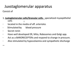 Juxstaglomerular apparatus
Consist of
1. Juxtaglomerular cells/Granular cells- specialized myoepithelial
cells
- located in the media of aff. arterioles
- Stimulated by blood pressure
- Secret renin
- Have well developed ER, Mito, Robosomes and Golgi app.
- Act as a BARORECEPTERs and respond to change in pressure.
- Also stimulated by hypovolaemia and sympathetic discharge
 