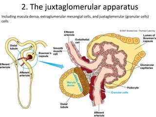 2. The juxtaglomerular apparatus
Including macula densa, extraglumerular mesangial cells, and juxtaglomerular (granular cells)
cells
 