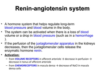 Renin-angiotensin systemRenin-angiotensin system
• A hormone system that helps regulate long-term
blood pressure and blood volume in the body.
• The system can be activated when there is a loss of blood
volume or a drop in blood pressure (such as in a hemorrhage
).
• If the perfusion of the juxtaglomerular apparatus in the kidneys
decreases, then the juxtaglomerular cells release the
enzymatic hormone renin.
• Activation:
– from VOLUME RECEPTORS in afferent arteriole → decrease in perfusion →
decrease in tonus of afferent arteriole
– from CHEMORECEPTORS in macula densa → decrease of NaCl in macula
densa cells
 