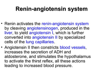Renin-angiotensin systemRenin-angiotensin system
• Renin activates the renin-angiotensin system
by cleaving angiotensinogen, produced in the
liver, to yield angiotensin I, which is further
converted into angiotensin II by specialized
cells of the lung capillaries.
• Angiotensin II then constricts blood vessels,
increases the secretion of ADH and
aldosterone, and stimulates the hypothalamus
to activate the thirst reflex, all these actions
leading to increased blood pressure.
 