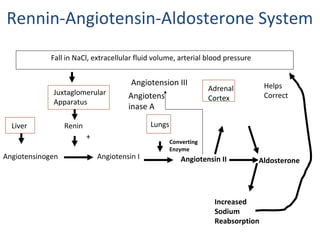 Rennin-Angiotensin-Aldosterone System
Fall in NaCl, extracellular fluid volume, arterial blood pressure
Juxtaglomerular
Apparatus
ReninLiver
Angiotensinogen
+
Angiotensin I Angiotensin II Aldosterone
Lungs
Converting
Enzyme
Adrenal
Cortex
Increased
Sodium
Reabsorption
Helps
CorrectAngiotens
inase A
Angiotension III
 