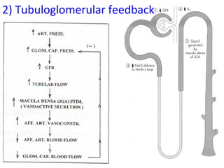 2934
2) Tubuloglomerular feedback
 