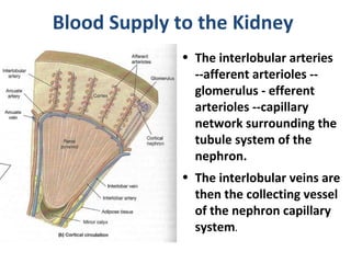 Blood Supply to the Kidney
• The interlobular arteries
--afferent arterioles --
glomerulus - efferent
arterioles --capillary
network surrounding the
tubule system of the
nephron.
• The interlobular veins are
then the collecting vessel
of the nephron capillary
system.
 