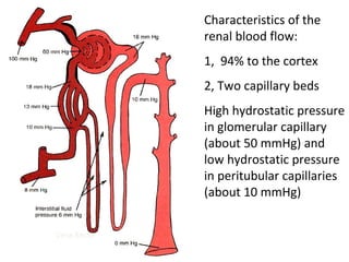 Characteristics of the
renal blood flow:
1, 94% to the cortex
2, Two capillary beds
High hydrostatic pressure
in glomerular capillary
(about 50 mmHg) and
low hydrostatic pressure
in peritubular capillaries
(about 10 mmHg)
Vesa Recta
 