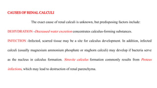 CAUSESOF RENALCALCULI
The exact cause of renal calculi is unknown, but predisposing factors include:
DEHYDRATION -Decreased water excretion concentrates calculus-forming substances.
INFECTION -Infected, scarred tissue may be a site for calculus development. In addition, infected
calculi (usually magnesium ammonium phosphate or staghorn calculi) may develop if bacteria serve
as the nucleus in calculus formation. Struvite calculus formation commonly results from Proteus
infections, which may lead to destruction of renal parenchyma.
 