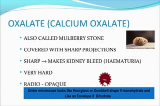 OXALATE (CALCIUM OXALATE)
 ALSO CALLED MULBERRY STONE
 COVERED WITH SHARP PROJECTIONS
 SHARP → MAKES KIDNEY BLEED (HAEMATURIA)
 VERY HARD
 RADIO - OPAQUE
Under microscope looks like Hourglass or Dumbbell shape if monohydrate and
Like an Envelope if Dihydrate
 