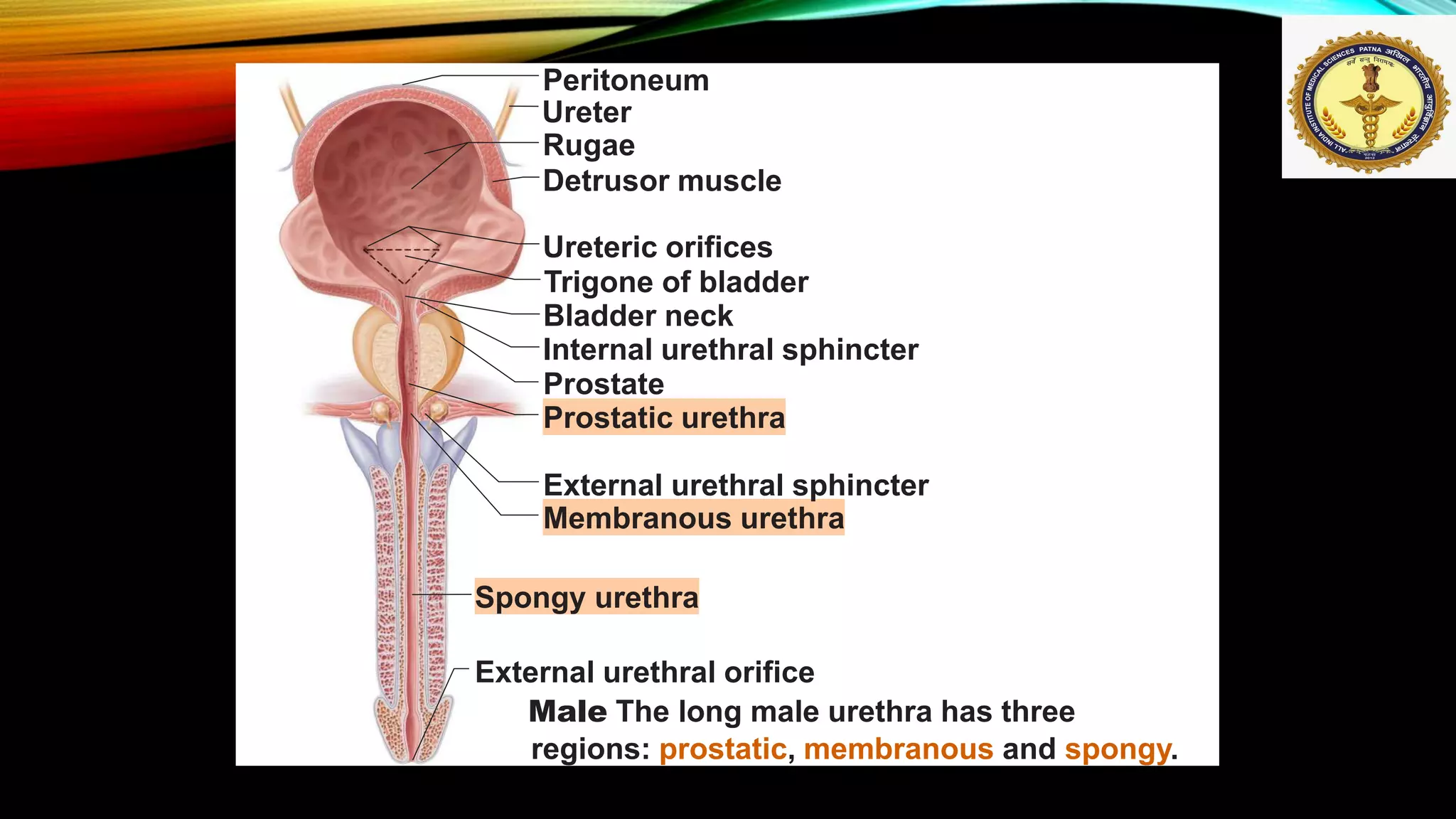 Renal stone by Dr Anil Kumar, Assistant Professor, AIIMS-Patna | PPTX