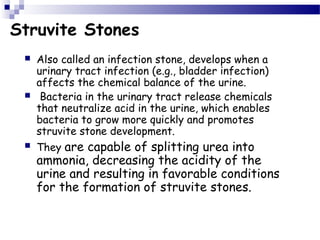 Struvite Stones
 Also called an infection stone, develops when a
urinary tract infection (e.g., bladder infection)
affects the chemical balance of the urine.
 Bacteria in the urinary tract release chemicals
that neutralize acid in the urine, which enables
bacteria to grow more quickly and promotes
struvite stone development.
 They are capable of splitting urea into
ammonia, decreasing the acidity of the
urine and resulting in favorable conditions
for the formation of struvite stones.
 