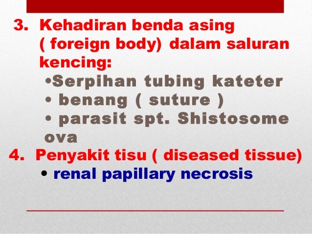 pundi kencing in english