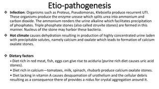 Etio-pathogenesis
 Infection: Organisms such as Proteus, Pseudomonas, Klebsiella produce recurrent UTI.
These organisms produce the enzyme urease which splits urea into ammonium and
carbon dioxide. The ammonium renders the urine alkaline which facilitates precipitation
of phosphates. Triple phosphate stones (also called struvite stones) are formed in this
manner. Nucleus of the stone may harbor these bacteria.
 Hot climate causes dehydration resulting in production of highly concentrated urine laden
with precipitable solutes, namely calcium and oxalate which leads to formation of calcium
oxalate stones.
 Dietary factors
• Diet rich in red meat, fish, eggs can give rise to aciduria (purine rich diet causes uric acid
stones).
• Diet rich in calcium—tomatoes, milk, spinach, rhubarb produce calcium oxalate stones.
• Diet lacking in vitamin A causes desquamation of urothelium and the cellular debris
resulting as a consequence there of provides a nidus for crystal aggregation around it.
 
