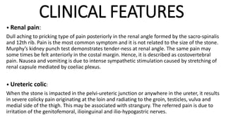 CLINICAL FEATURES
• Renal pain:
Dull aching to pricking type of pain posteriorly in the renal angle formed by the sacro-spinalis
and 12th rib. Pain is the most common symptom and it is not related to the size of the stone.
Murphy’s kidney punch test demonstrates tender-ness at renal angle. The same pain may
some times be felt anteriorly in the costal margin. Hence, it is described as costovertebral
pain. Nausea and vomiting is due to intense sympathetic stimulation caused by stretching of
renal capsule mediated by coeliac plexus.
• Ureteric colic:
When the stone is impacted in the pelvi-ureteric junction or anywhere in the ureter, it results
in severe colicky pain originating at the loin and radiating to the groin, testicles, vulva and
medial side of the thigh. This may be associated with strangury. The referred pain is due to
irritation of the genitofemoral, ilioinguinal and ilio-hypogastric nerves.
 