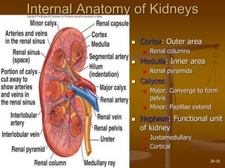 26-10
Internal Anatomy of Kidneys
 Cortex: Outer area
 Renal columns
 Medulla: Inner area
 Renal pyramids
 Calyces
 Major: Converge to form
pelvis
 Minor: Papillae extend
 Nephron: Functional unit
of kidney
 Juxtamedullary
 Cortical
 