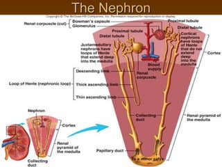 26-11
The Nephron
 