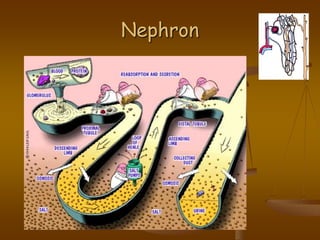 Nephron
 