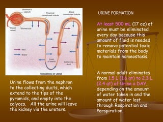 At least 500 mL (17 oz) of
urine must be eliminated
every day because this
amount of fluid is needed
to remove potential toxic
materials from the body
to maintain homeostasis.
A normal adult eliminates
from 1.5 L (1.6 qt) to 2.3 L
(2.4 qt) of Urine a DAY,
depending on the amount
of water taken in and the
amount of water lost
through Respiration and
Perspiration.
Urine flows from the nephron
to the collecting ducts, which
extend to the tips of the
pyramids, and empty into the
calyces. All the urine will leave
the kidney via the ureters.
URINE FORMATION
 