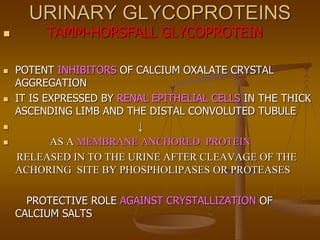 URINARY GLYCOPROTEINS
 TAMM-HORSFALL GLYCOPROTEIN
 POTENT INHIBITORS OF CALCIUM OXALATE CRYSTAL
AGGREGATION
 IT IS EXPRESSED BY RENAL EPITHELIAL CELLS IN THE THICK
ASCENDING LIMB AND THE DISTAL CONVOLUTED TUBULE
 ↓
 AS A MEMBRANE ANCHORED PROTEIN
RELEASED IN TO THE URINE AFTER CLEAVAGE OF THE
ACHORING SITE BY PHOSPHOLIPASES OR PROTEASES
PROTECTIVE ROLE AGAINST CRYSTALLIZATION OF
CALCIUM SALTS
 