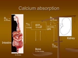Calcium absorption
ECFCa
35 mmoles
Bone
31,350 mmoles
Uca
4 mmoles
Kidney
270 mmoles
GFR
Frca
266 mmoles
Intestine
Dca
20 mmoles
16 mmoles
Ca
4 mmoles
 