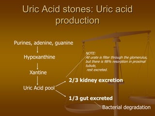 Uric Acid stones: Uric acid
production
Purines, adenine, guanine
Hypoxanthine
Xantine
Uric Acid pool
2/3 kidney excretion
1/3 gut excreted
Bacterial degradation
NOTE:
All urate is filter through the glomerulus,
but there is 98% resorption in proximal
tubule,
rest excreted.
 