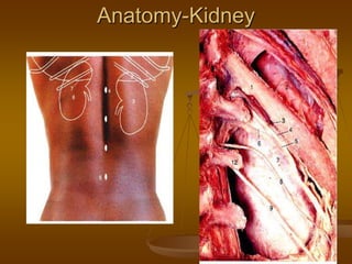 Anatomy-Kidney
 