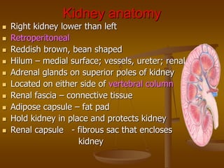 Kidney anatomy
 Right kidney lower than left
 Retroperitoneal
 Reddish brown, bean shaped
 Hilum – medial surface; vessels, ureter; renal nerves
 Adrenal glands on superior poles of kidney
 Located on either side of vertebral column
 Renal fascia – connective tissue
 Adipose capsule – fat pad
 Hold kidney in place and protects kidney
 Renal capsule - fibrous sac that encloses
kidney
 