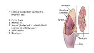 • The five tissues from outermost to
innermost are:
1. Gerota fascia
2. Perirenal fat
3. Adrenal gland (which is embedded in the
perirenal fat up to the kidney)
4. Renal capsule
5. Renal cortex
 