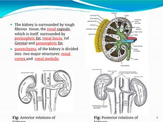 RENAL CELL CARCINOMA PATHOGENESIS AND CLASSIFICATION | PPTX