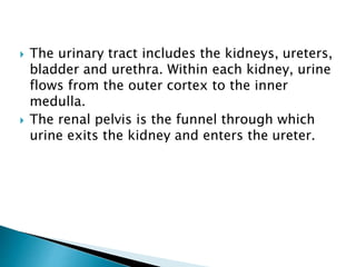  The urinary tract includes the kidneys, ureters, 
bladder and urethra. Within each kidney, urine 
flows from the outer cortex to the inner 
medulla. 
 The renal pelvis is the funnel through which 
urine exits the kidney and enters the ureter. 
 