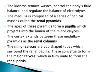  The kidneys remove wastes, control the body's fluid 
balance, and regulate the balance of electrolytes 
 The medulla is composed of a series of conical 
masses called the renal pyramids. 
 The apex of these pyramids form a papilla which 
projects into the lumen of the minor calyces. 
 The cortex extends between these medullary 
pyramids as the renal columns 
 The minor calyces are cup shaped tubes which 
surround the renal papilla. These converge to form 
the major calyces, which in turn unite to form the 
renal pelvis. 
 
