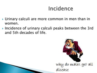  Urinary calculi are more common in men than in 
women. 
 Incidence of urinary calculi peaks between the 3rd 
and 5th decades of life. 
 
