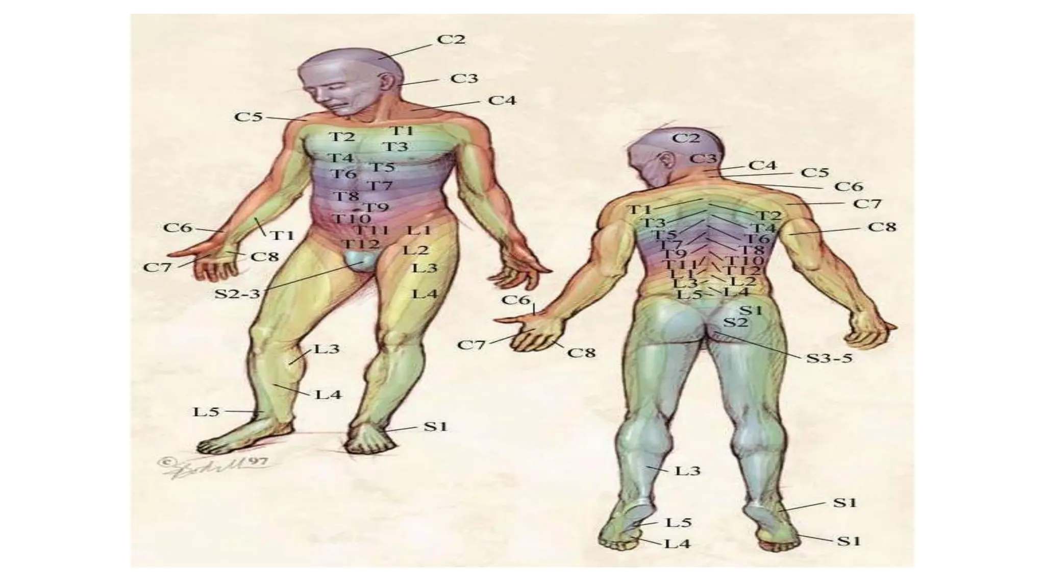 RENAL COLIC. intermittent pain caused by a kidney stone | PDF