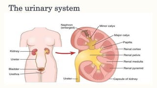 The urinary system
 