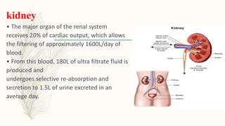 kidney
• The major organ of the renal system
receives 20% of cardiac output, which allows
the filtering of approximately 1600L/day of
blood.
• From this blood, 180L of ultra filtrate fluid is
produced and
undergoes selective re-absorption and
secretion to 1.5L of urine excreted in an
average day.
 