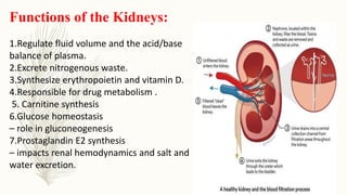 Functions of the Kidneys:
1.Regulate fluid volume and the acid/base
balance of plasma.
2.Excrete nitrogenous waste.
3.Synthesize erythropoietin and vitamin D.
4.Responsible for drug metabolism .
5. Carnitine synthesis
6.Glucose homeostasis
– role in gluconeogenesis
7.Prostaglandin E2 synthesis
– impacts renal hemodynamics and salt and
water excretion.
 
